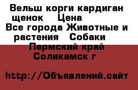 Вельш корги кардиган щенок  › Цена ­ 35 000 - Все города Животные и растения » Собаки   . Пермский край,Соликамск г.